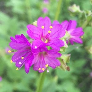 Meet your Posher, Vicki